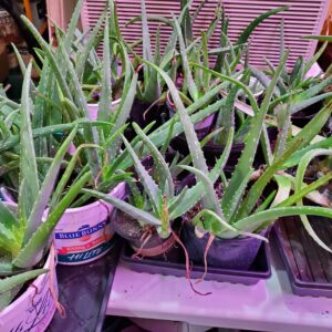 Aloe