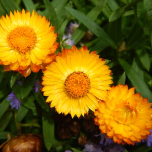 Plants